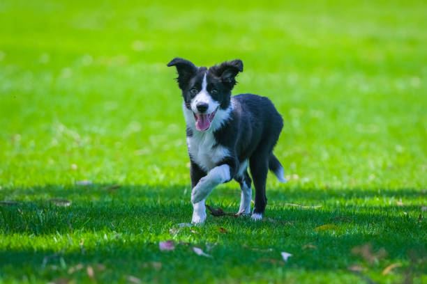 istock Border Collie puppy 1465753166