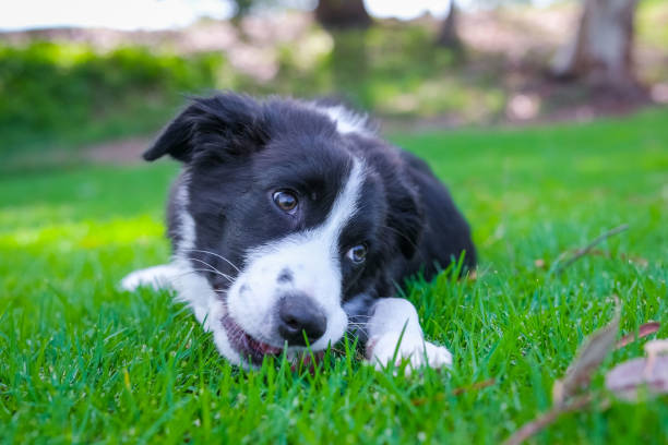 istock Border Collie puppy 1465753188