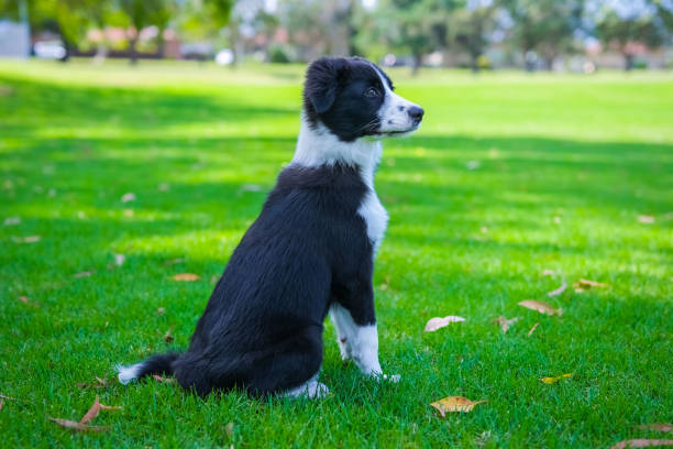istock Border Collie puppy 1465753195