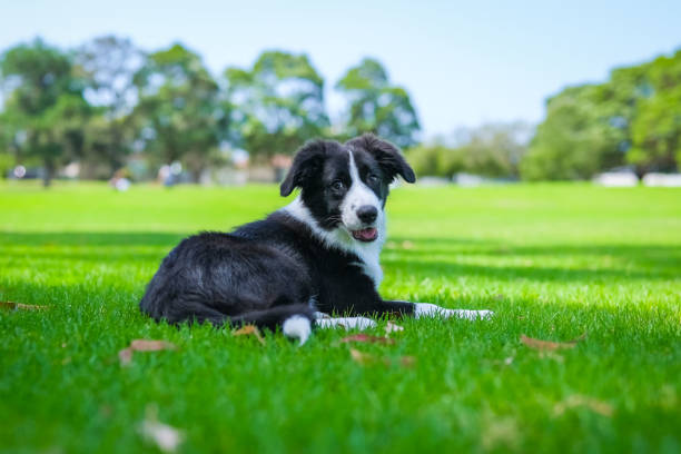 istock Border Collie puppy 1465753197