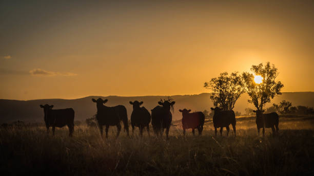 bovino in siluetta al tramonto - mammifero ungulato foto e immagini stock