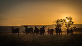 Cattle in silhouette at sunset