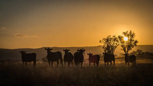 a herd of angus cattle in silhouette at sunset