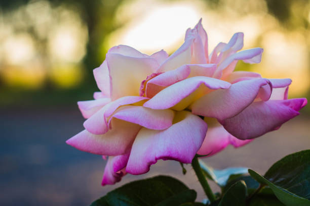 a pink and yellow princess rose in the glow of sunset