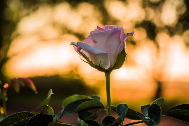 istock Princess rose at sunset 1465757328
