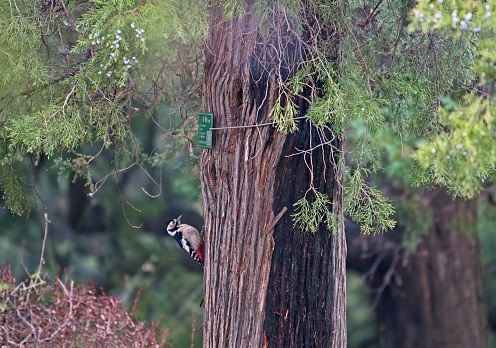 The great spotted woodpecker (Dendrocopos major) is a medium-sized woodpecker with pied black and white plumage and a red patch on the lower belly. Males and young birds also have red markings on the neck or head.