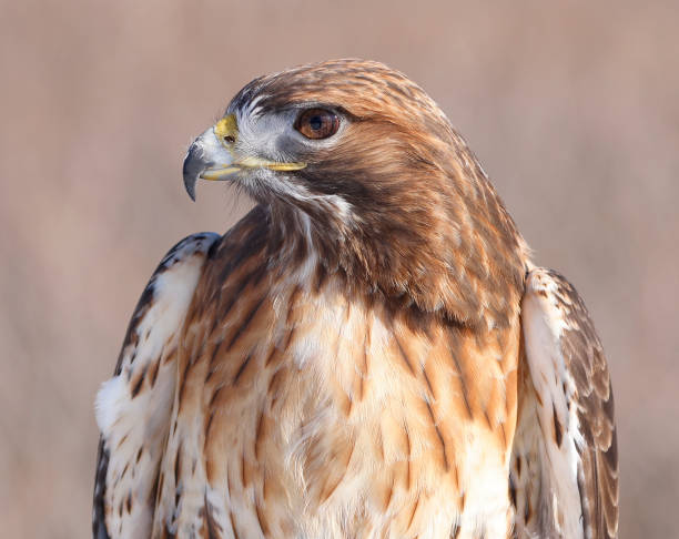istock Red-tailed Hawk portrait wit brown background, Quebec 1465758768