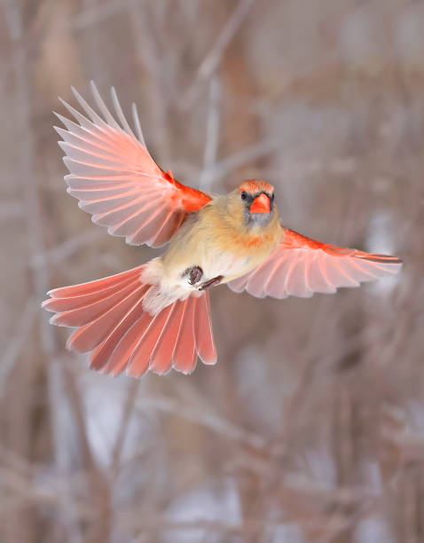 Northern Cardinal female flying, Quebec Northern Cardinal female flying, Quebec, Canada female cardinal bird stock pictures, royalty-free photos & images