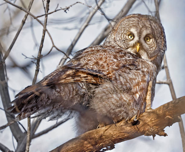 istock Great Grey Owl sitting on a tree branch in the forest, Quebec, Canada 1465758799