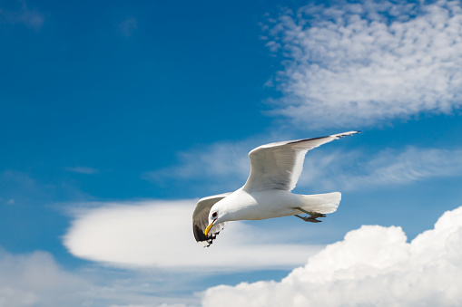 Seagull flying in blue sky at summer day.