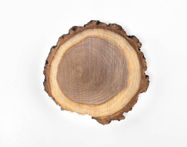 istock cross section of tree isolated on white background 1465759258