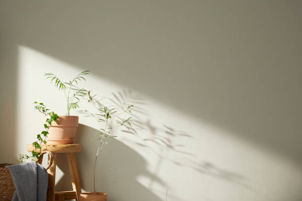 eine frische pflanze mit der morgensonne, die durchscheint, mein glückliches zuhause - apartment window sky sun stock-fotos und bilder