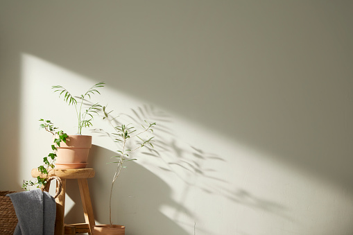 A fresh plant with the morning sun shining through, my happy home
