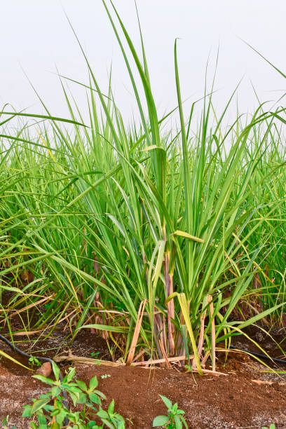 sugarcane growing in the field, sugarcane farming in india - oil filed imagens e fotografias de stock
