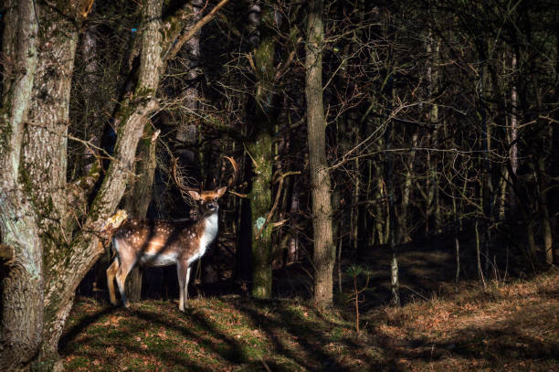 istock A young stag in the woods 1465762422