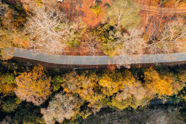 istock fall trees from above,Overhead view of a road in a forest in autumn 1465762966