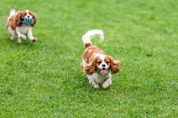 istock Dog of cavalier king charles spaniel breed running on green grass. Copy space 1465764126