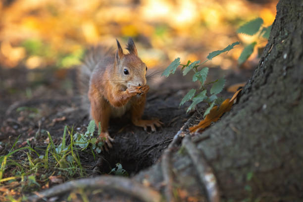 istock Little squirrel eating nuts in the roots of big tree 1465764138