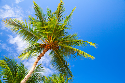 Coconut palm with fruits is under bright blue sky on a sunny day