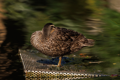 Brown duck napping beside the water. Pacific Black Duck, Anas supersiliosa