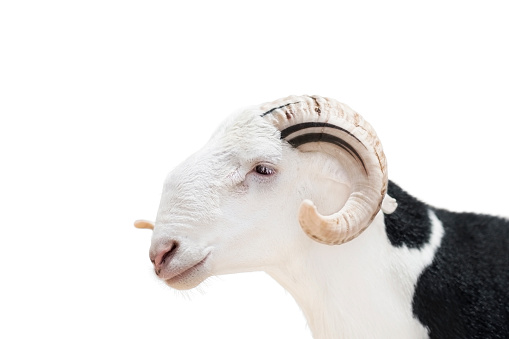 Close-up portrait of a Sahelian ram (African male sheep), photo, isolated (cut out), white background