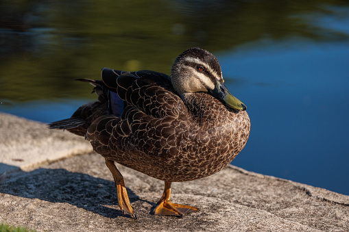 Brown duck walking beside the water. Pacific Black Duck, Anas supersiliosa