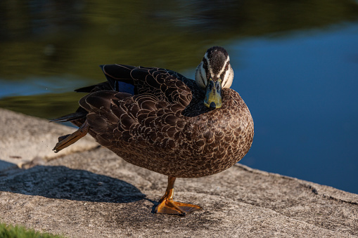 Brown duck stretching beside the water. Pacific Black Duck, Anas supersiliosa