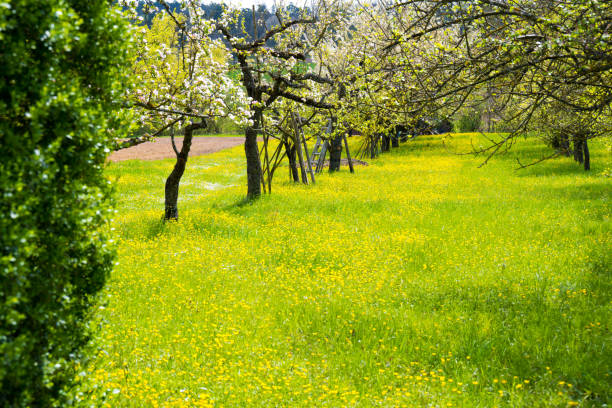 istock Orchard meadow full of ranunculus with blooming fruit tree rows 1465770227