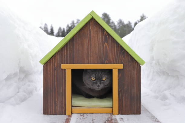 istock Cat sits in pet house which stands in snowdrift. 1465770235