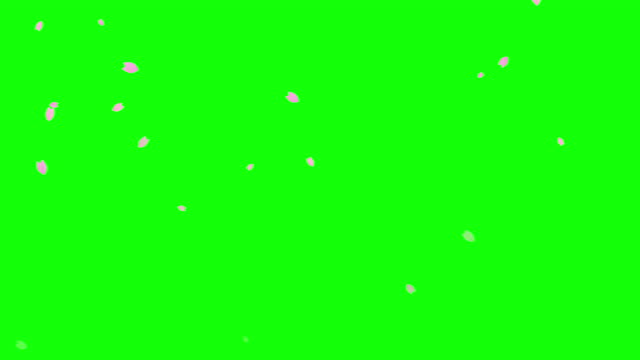 Loop animation of cherry blossoms falling diagonally and fading out at the bottom on chroma key background