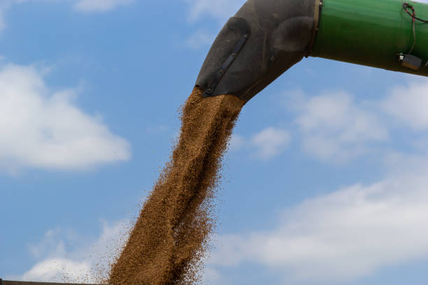 istock Harvester unloading wheat on the background of the sky with clouds. close up 1465773040