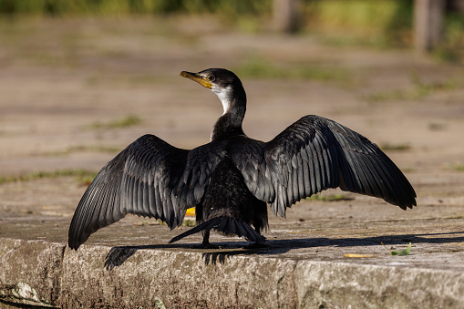 Little Pied Cormorant, Microcarbo melanoleucos, drying its wings in the morning sun.