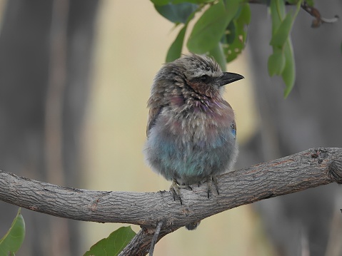 Young Roller Bird on branch