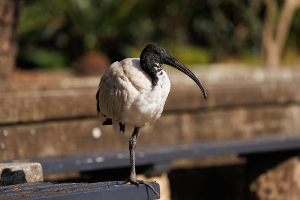 A young White Ibis resting on a park bench in the morning sun.