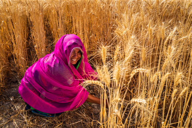 istock Young Indian woman cutting a wheat, India. 1465777249