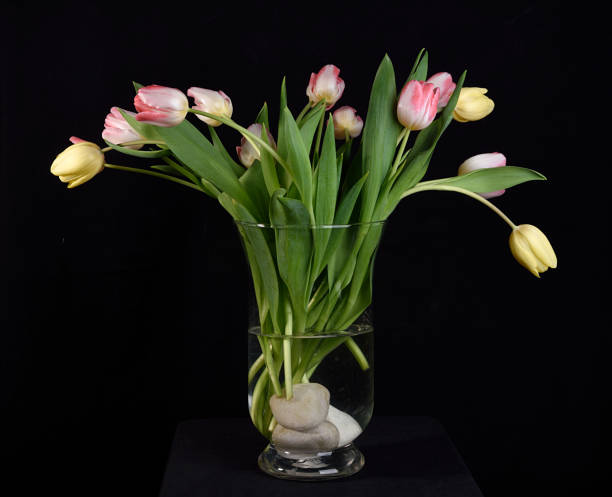 istock Three yellow and eleven white-rose‘ tulios 1465777256