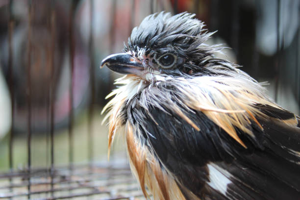 the Long-tailed Shrike or scientific name Lanius schach, in a cage