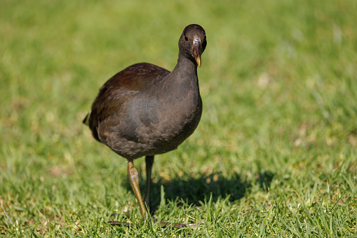 A juvenile Dusky Moorhen standing on grass in the morning sun.