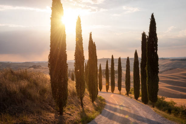 istock Road with cypresses on sunset in Tuscany, Italy 1465780657