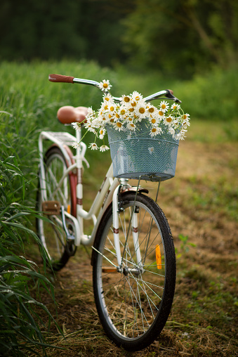 Photo of an old bicycle with a basket and a bouquet of white daisies.