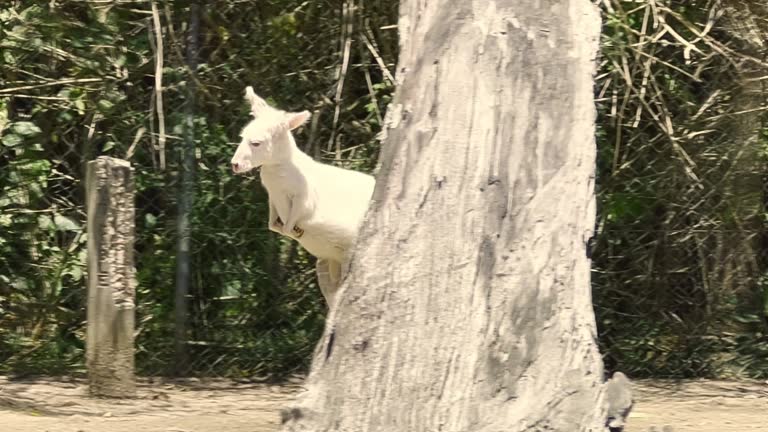 White Kangaroo or Albino hopping on the park