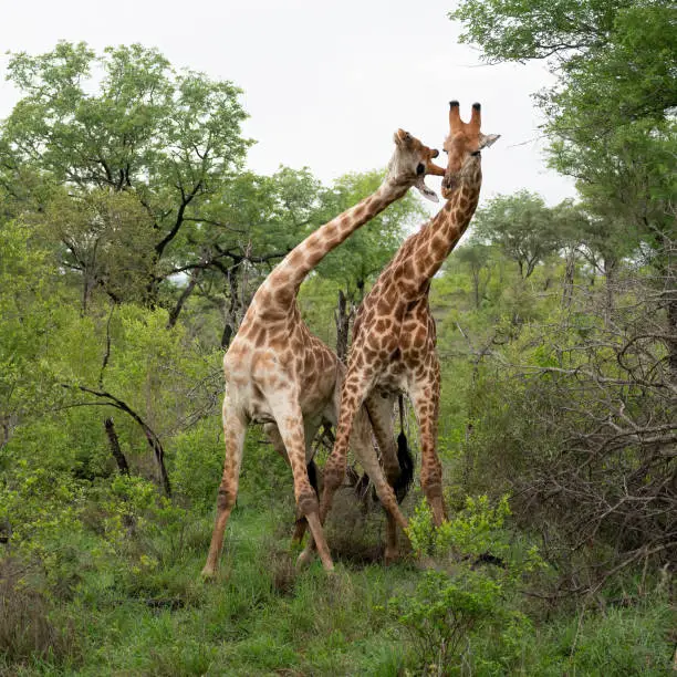 Two male giraffe in combat striking each others necks