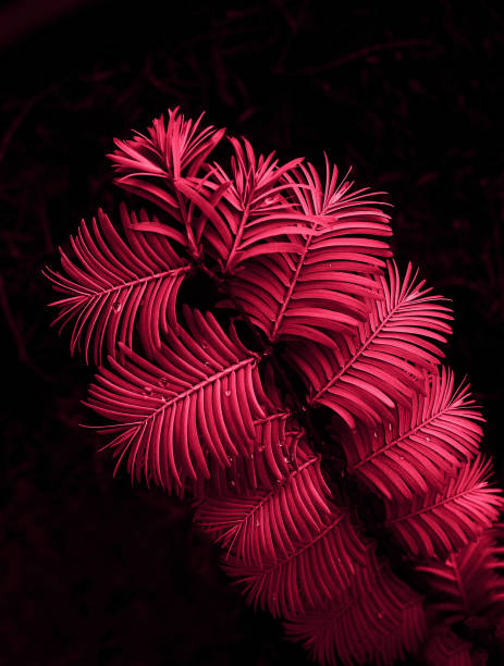 istock leaf texture tropical leaf close up water drops magenta color 1465783641