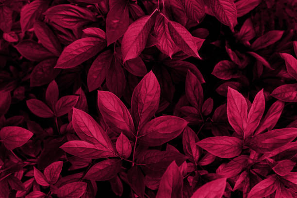 istock leaf texture tropical leaf close up water drops magenta color 1465783677