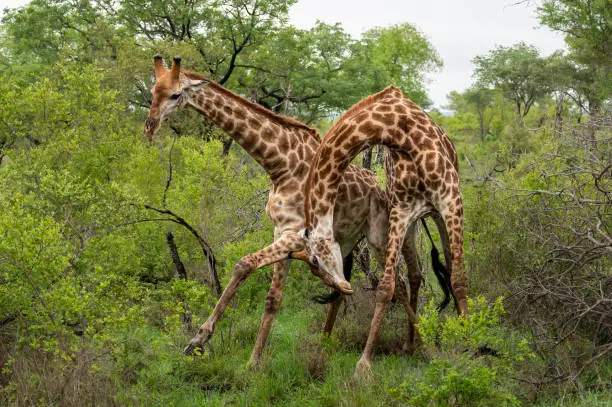 Male giraffes in combat trying to lift the others leg to topple him