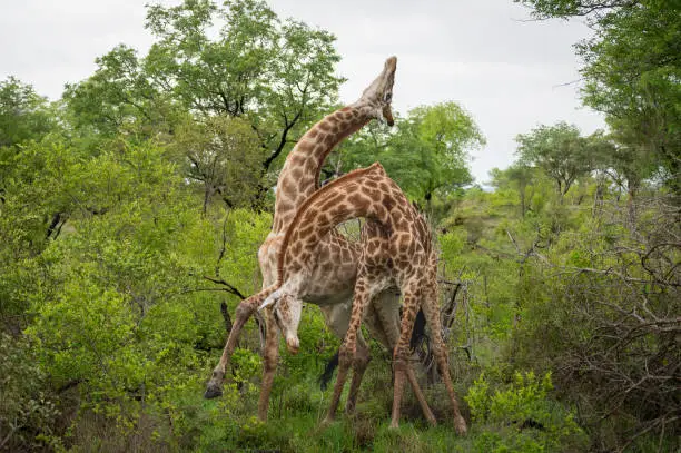male giraffes headbutting each other in combat