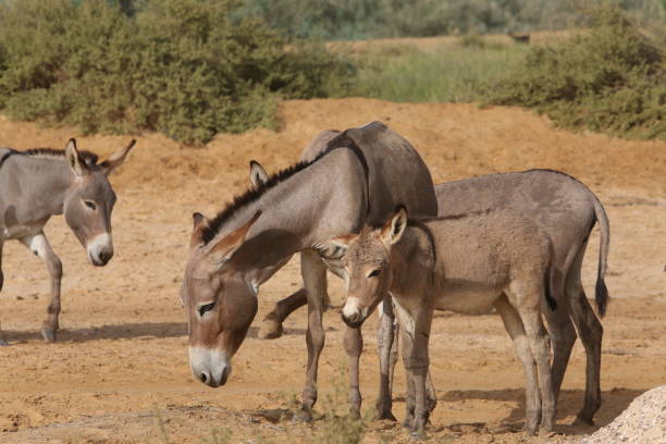 istock Donkeys with cub graze in Senegal, Africa 1465784223
