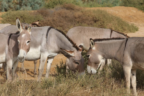 istock Donkeys with cub graze in Senegal, Africa 1465784257