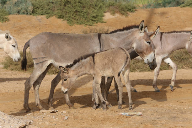istock Donkeys with cub graze in Senegal, Africa 1465784281
