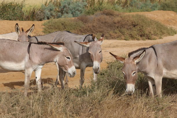 istock Donkeys with cub graze in Senegal, Africa 1465784309